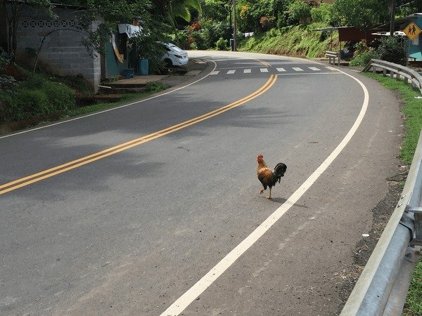 Best chicken road in Spain